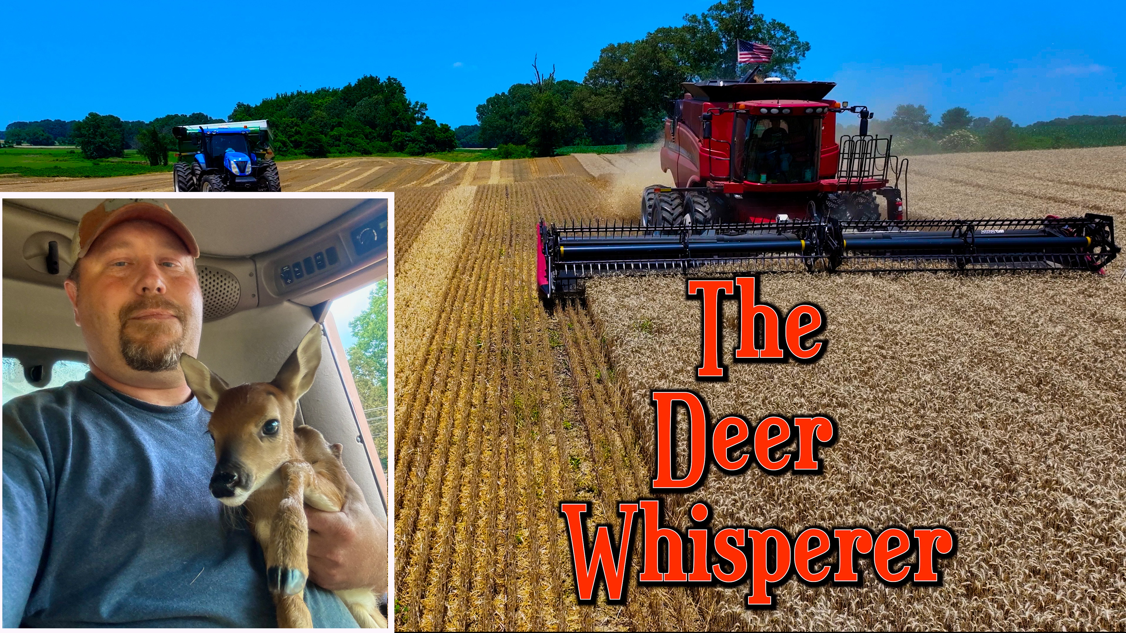 Still Life in These Old Legs! Wheat Harvest #4 | Griggs Farms