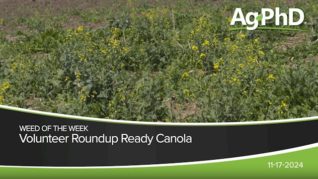 Volunteer Roundup Ready Canola | Ag PhD