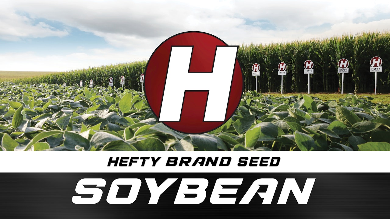Hefty Brand Soybeans