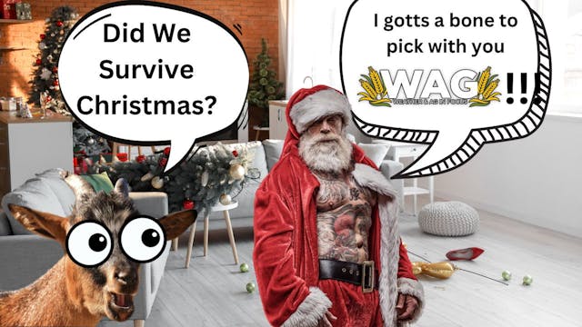 Did We Survive Christmas? | WAG in Fo...