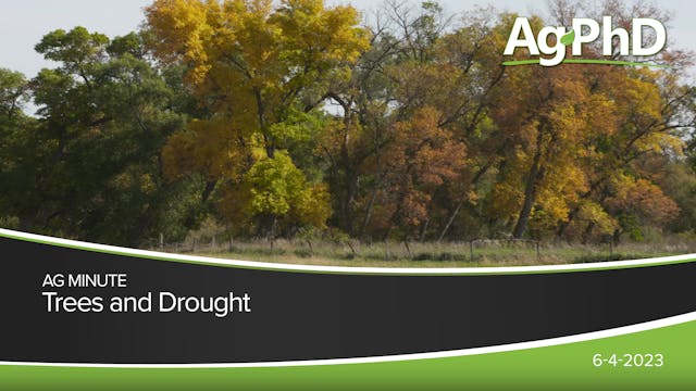 Trees and Drought | Ag PhD