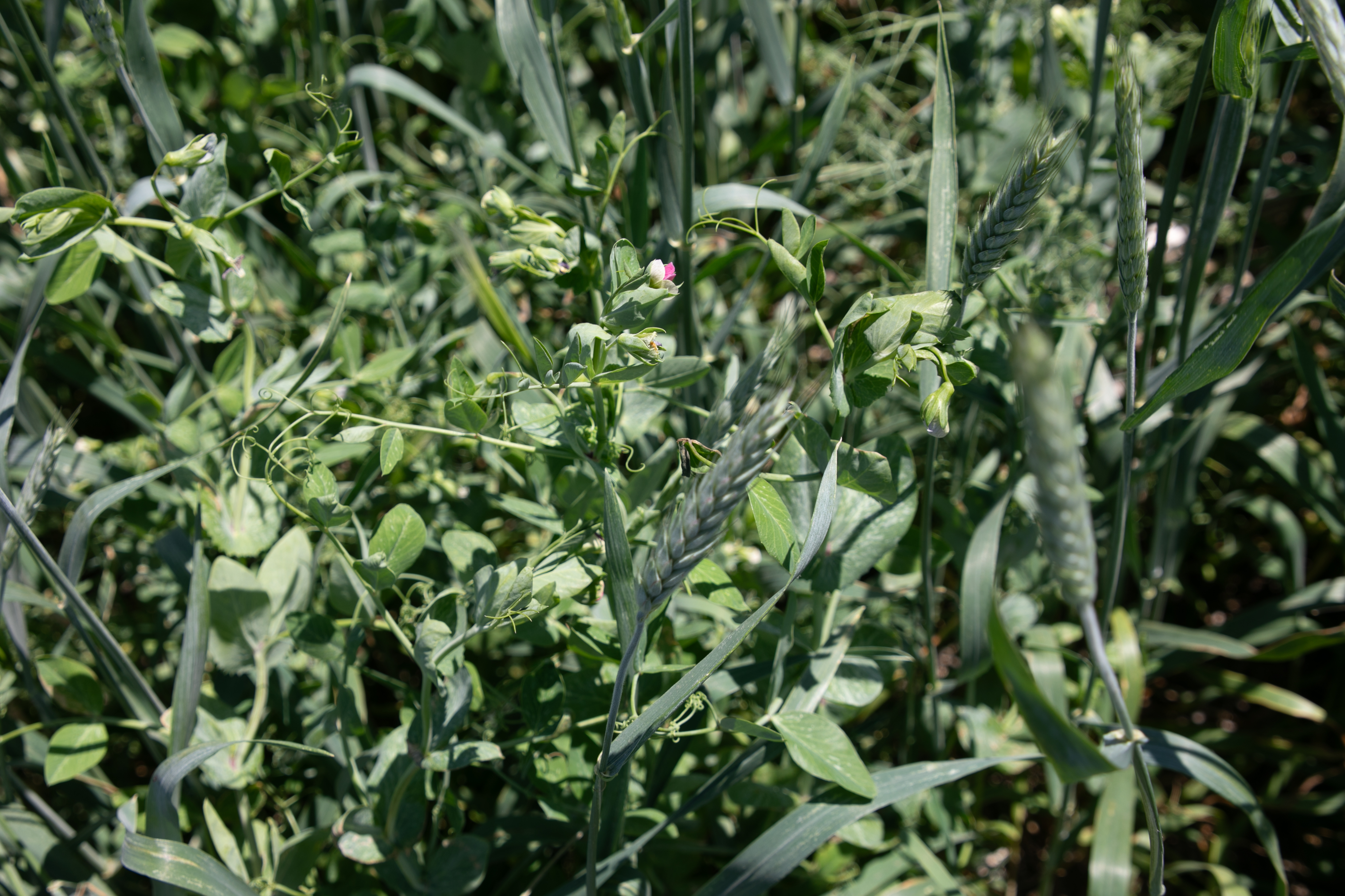 Pea/Triticale Mix | Renovo Seed