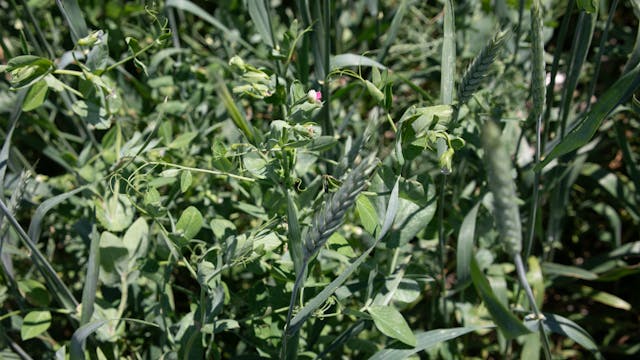 Pea/Triticale Mix | Renovo Seed