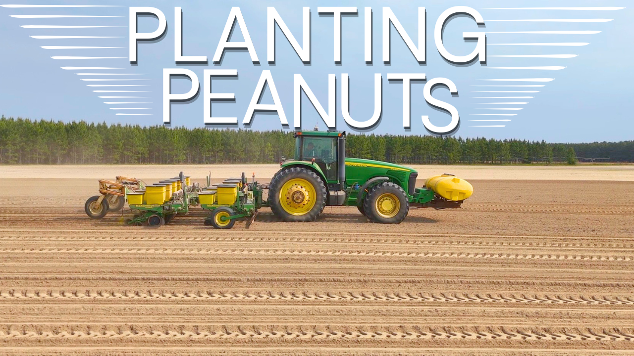 First Day Planting Peanuts | Field Rows