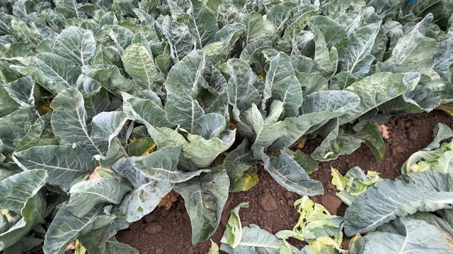 California Coastal Cauliflower Harves...