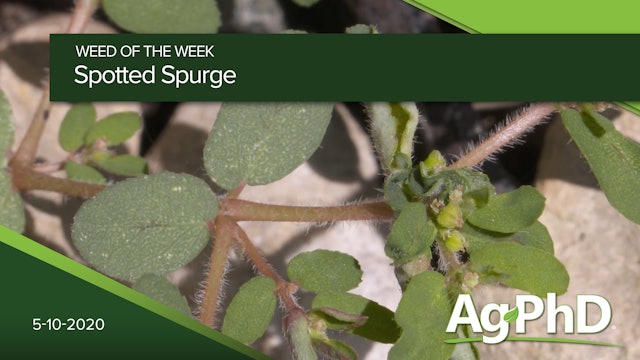 Spotted Spurge | Ag PhD