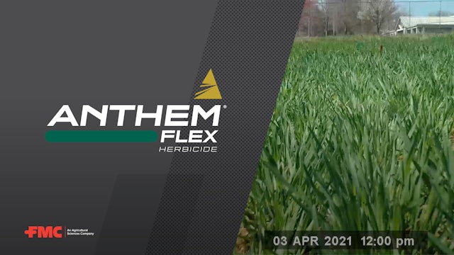 FMC's Anthem® Flex Herbicide Winter Wheat Time Lapse