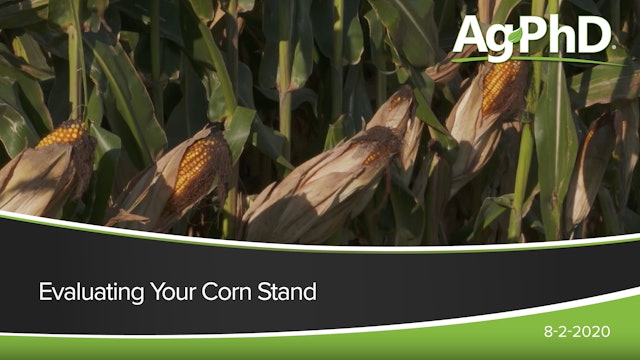 Evaluating Your Corn Stand | Ag PhD