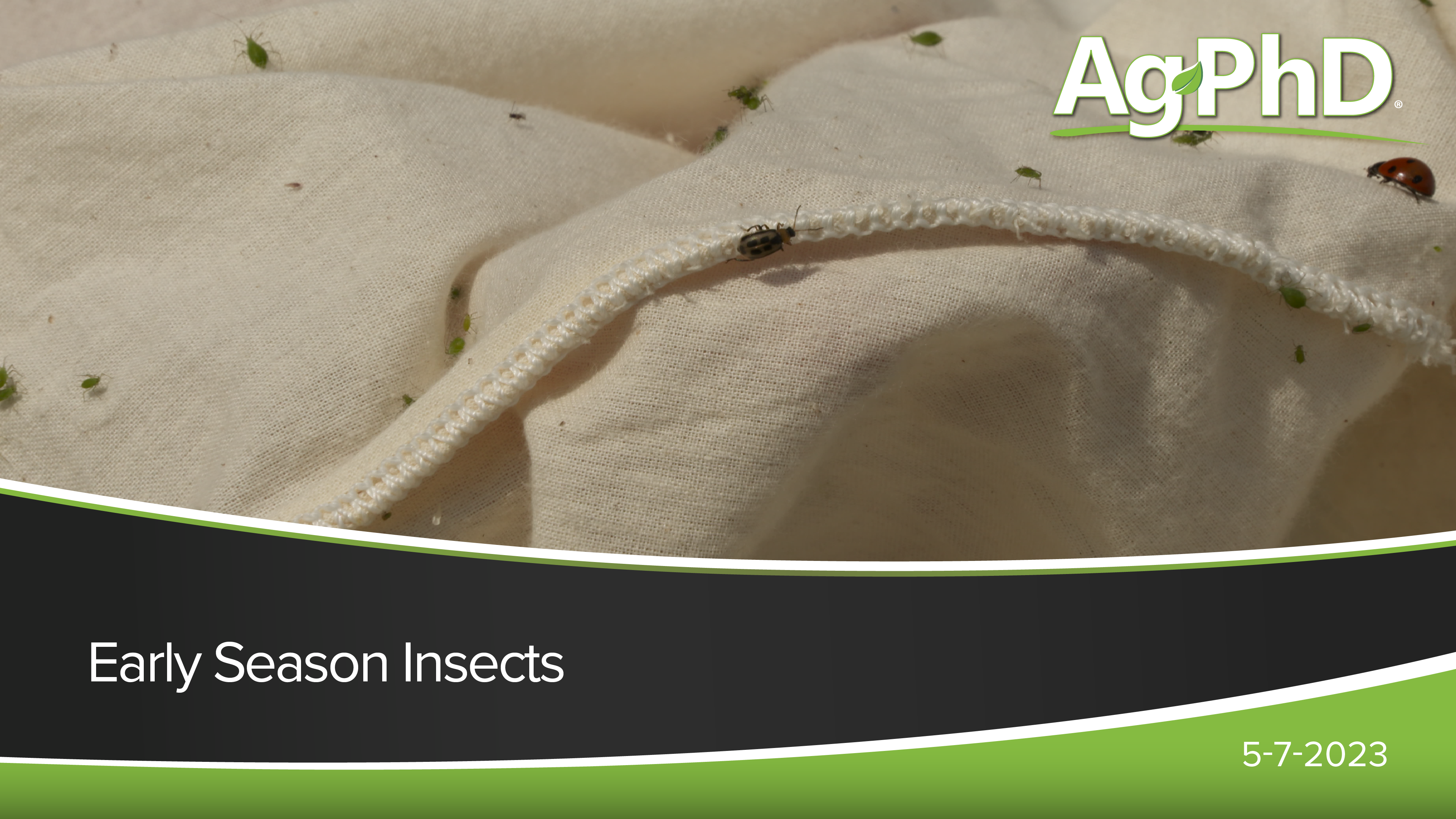 Early Season Insects | Ag PhD