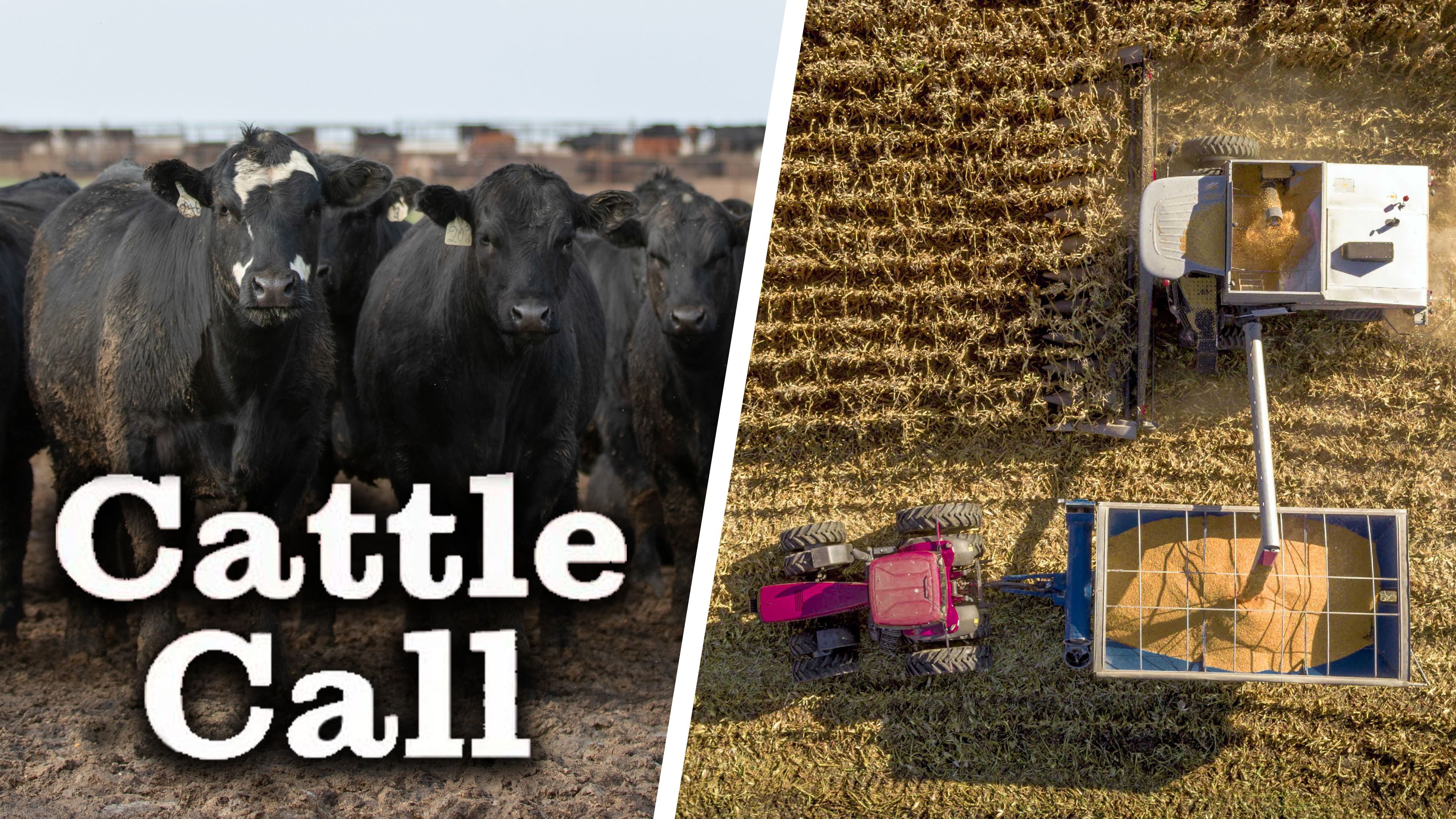 Cattle Trading Off the Corn Market | Cattle Call