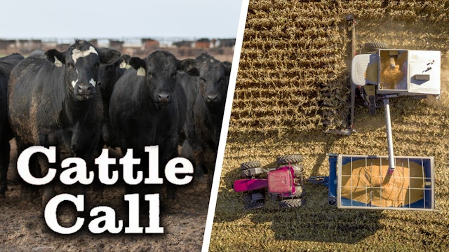 Cattle Trading Off the Corn Market | Cattle Call | Rural Radio Network