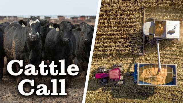 Cattle Trading Off the Corn Market | ...