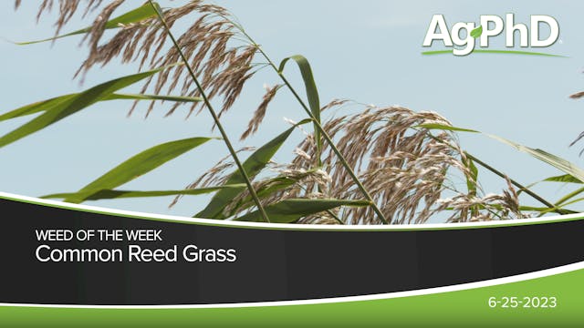 Common Reed Grass | Ag PhD