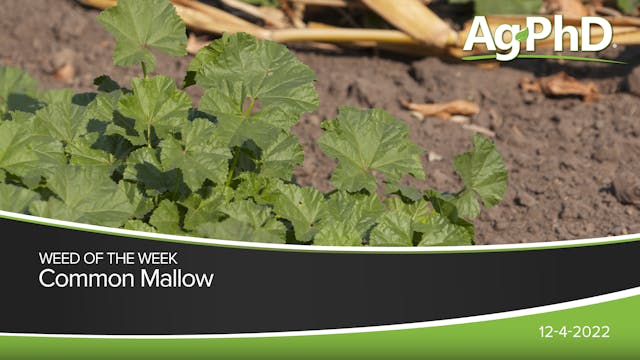 Common Mallow | Ag PhD