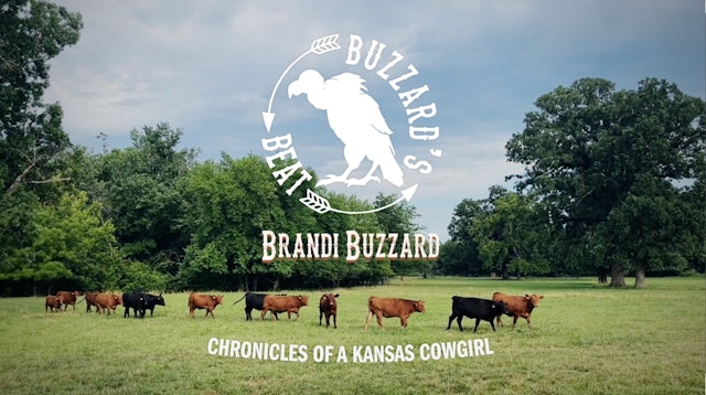 Intro and Bringing Home the Cows | Buzzard's Beat
