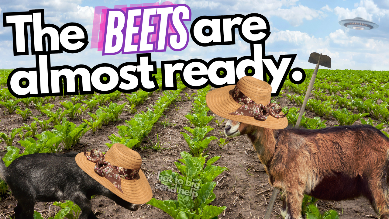 Sugarbeet Harvest Prep | WAG in Focus 08/14/24