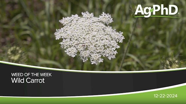 Wild Carrot | Ag PhD