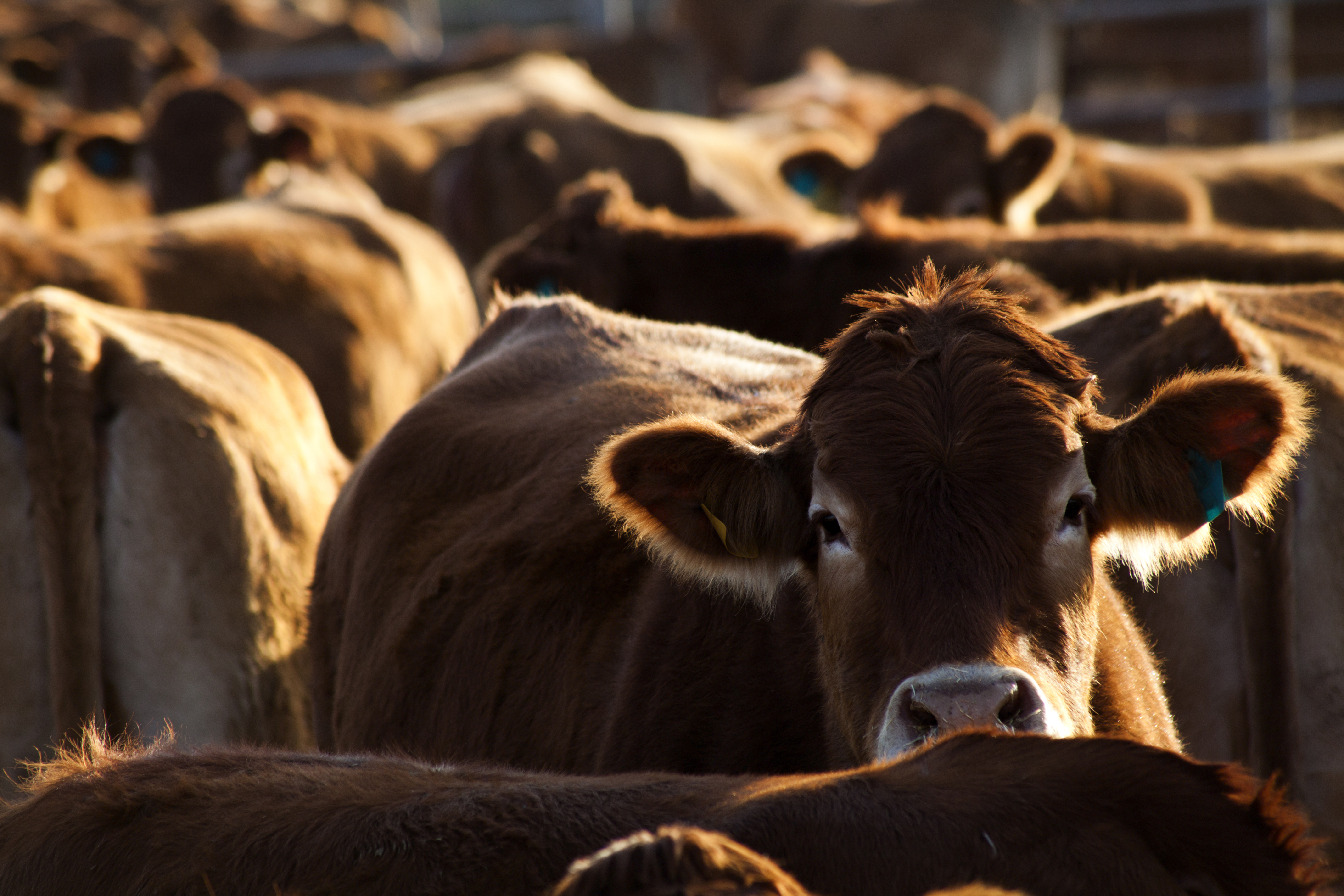 Is Market a Victim of Algorithm Trade? | Cattle Call