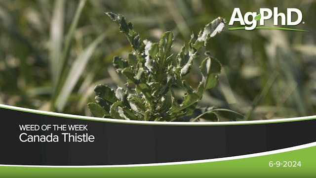 Canada Thistle | Ag PhD