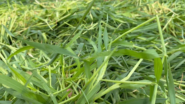 Mowing & Chatting About the New Equip...