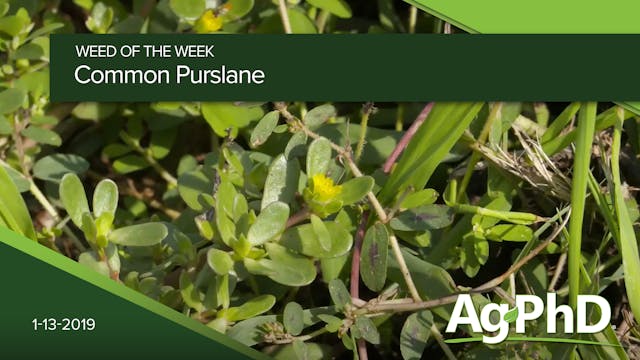 Common Purslane | Ag PhD