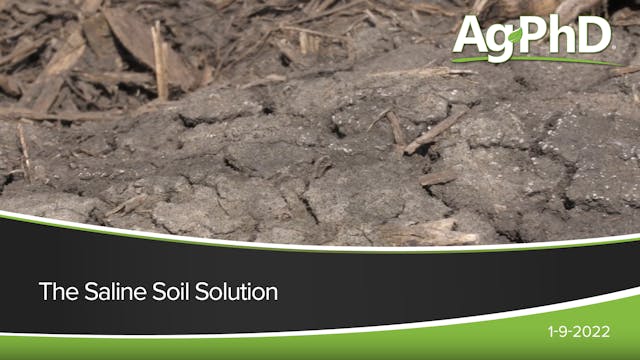 The Saline Soil Solution | Ag PhD