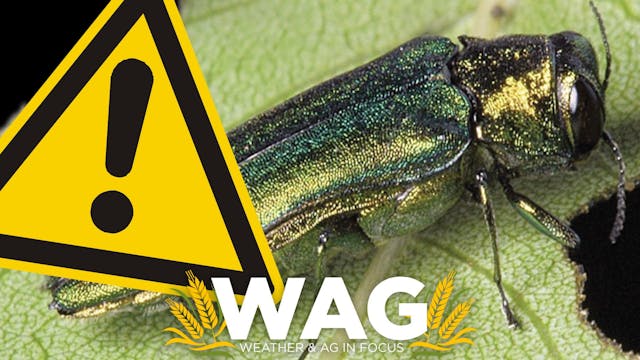 Emerald Ash Borer Red Alert! WAG In F...