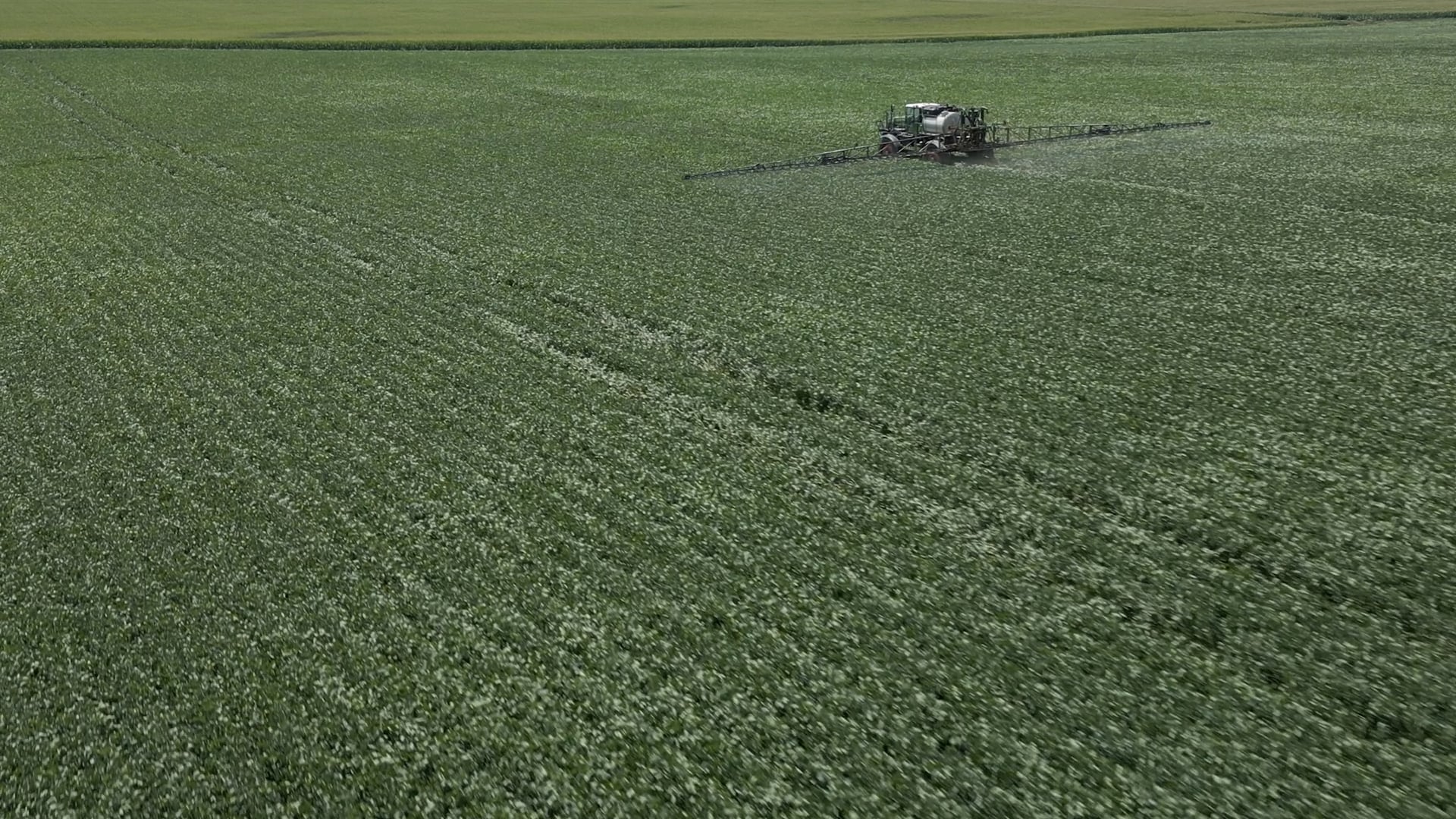 Molybdenum Deficiency | AgroLiquid NS