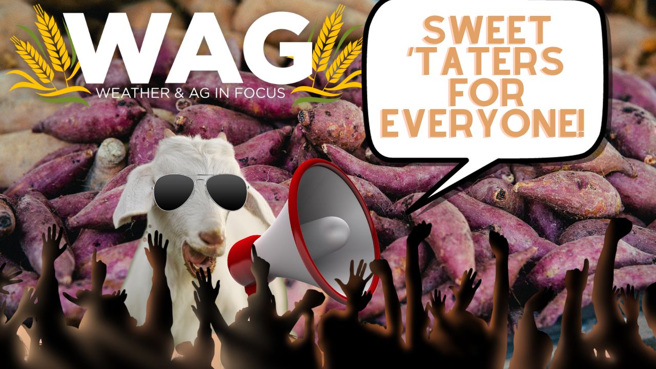 Sweet 'Taters for Everyone! | WAG In Focus 10/5/23