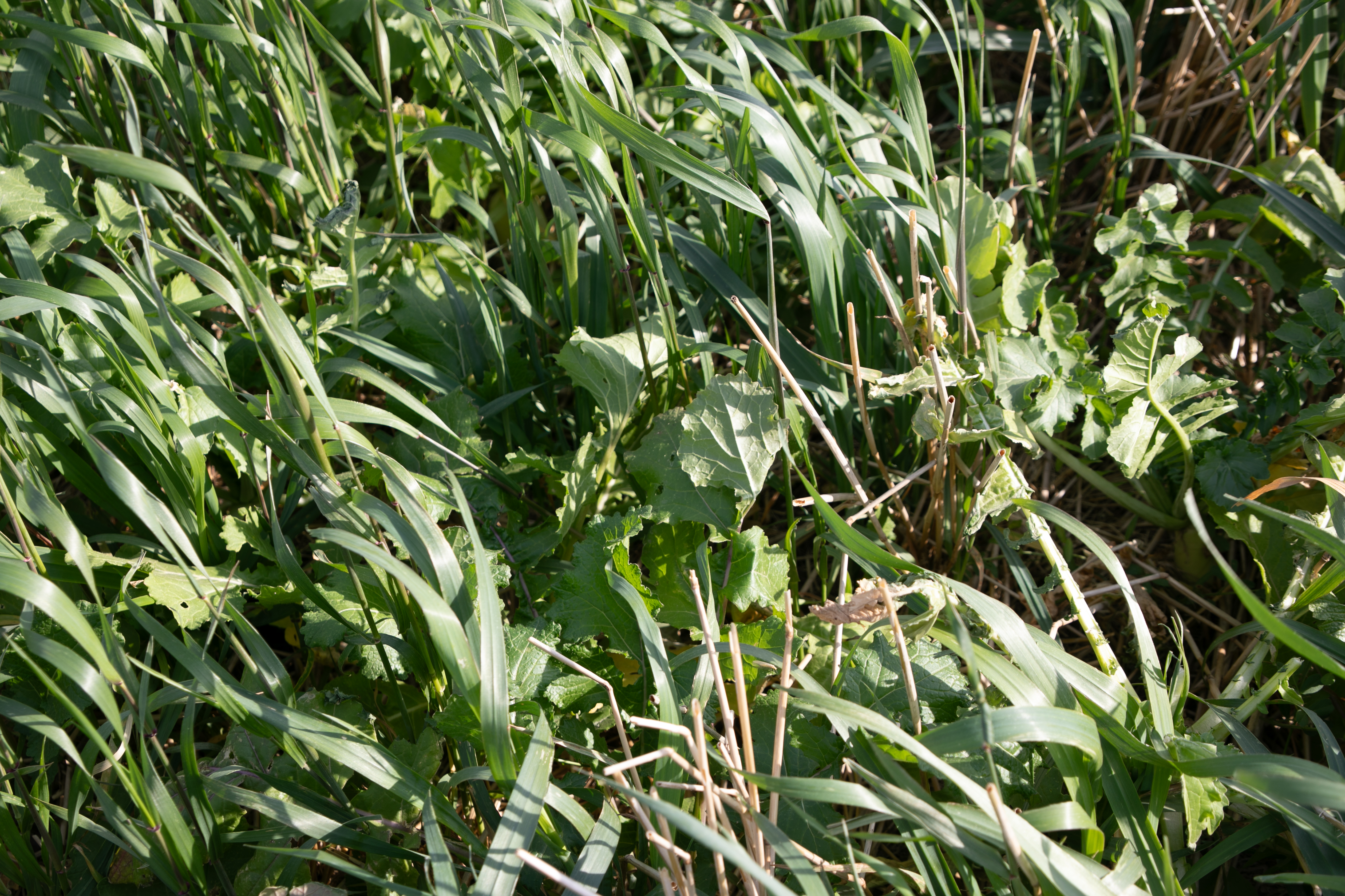 The Producer | Renovo Seed