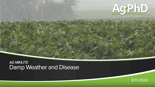 Damp Weather and Disease | Ag PhD