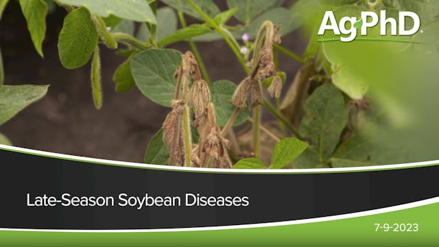 Late-Season Soybean Diseases | Ag PhD