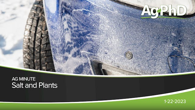 Salt and Plants | Ag PhD