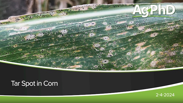 Tar Spot in Corn | Ag PhD