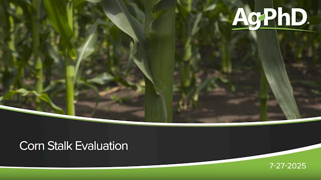Corn Stalk Evaluation | Ag PhD