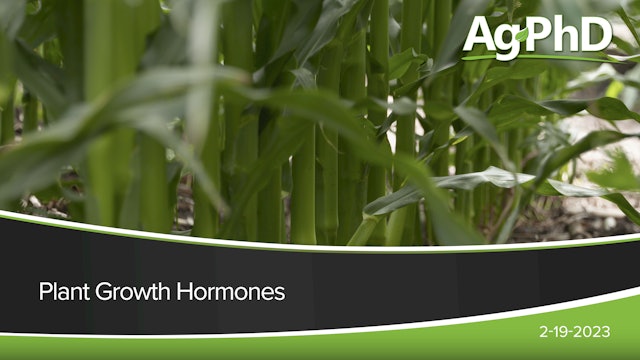 Plant Growth Hormones
