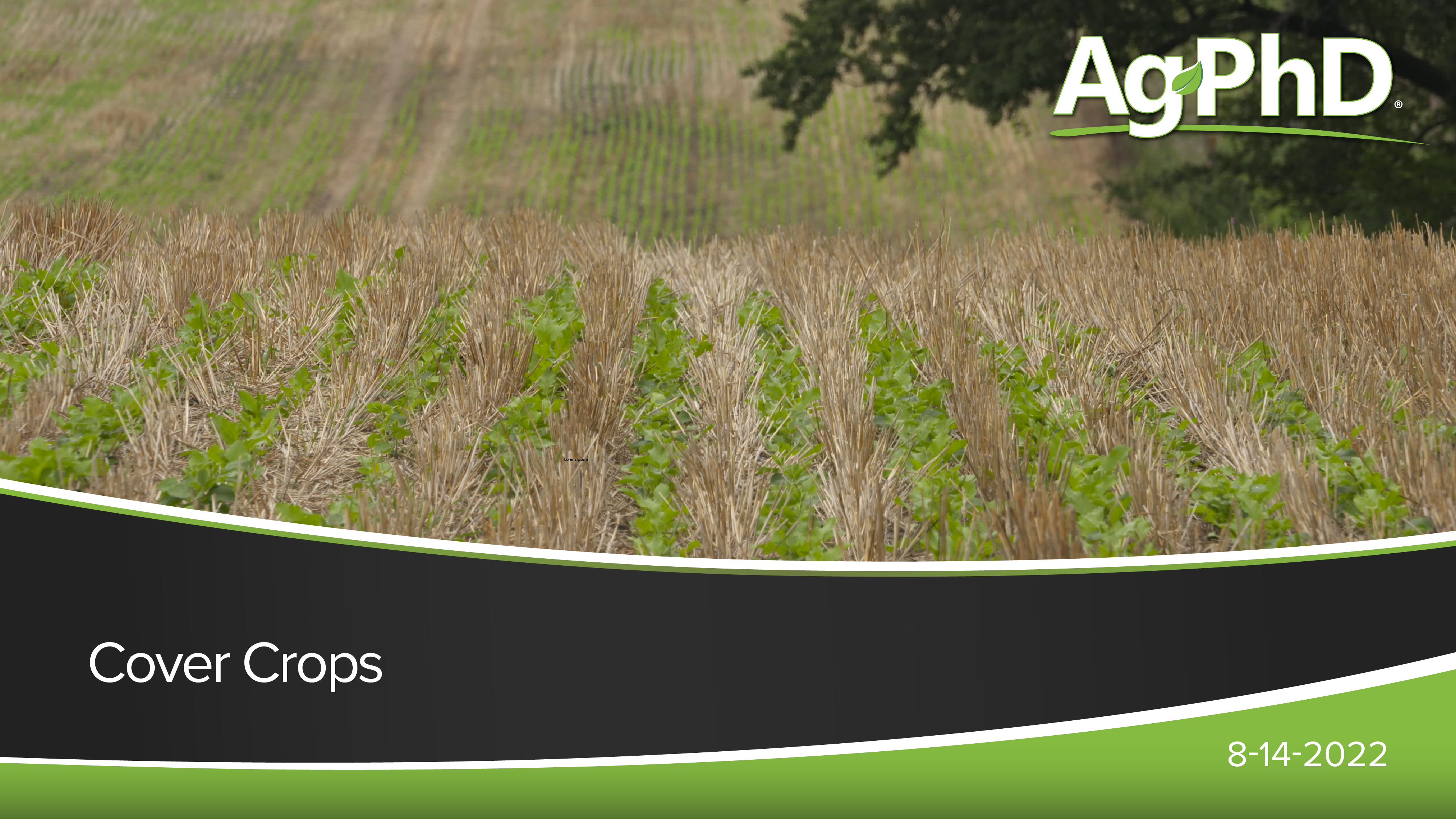 Cover Crops | Ag PhD