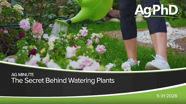 The Secret Behind Watering Plants | A...