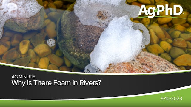 Why Is There Foam In Rivers? | Ag PhD