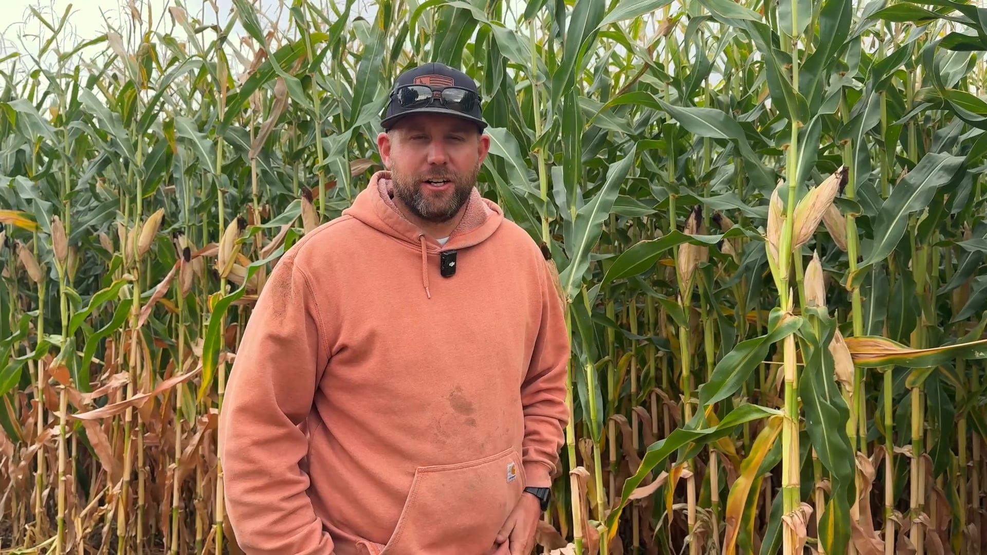 RDX-N® Successfully Cut Shey Taylor's Nitrogen Applications in Half | Redox