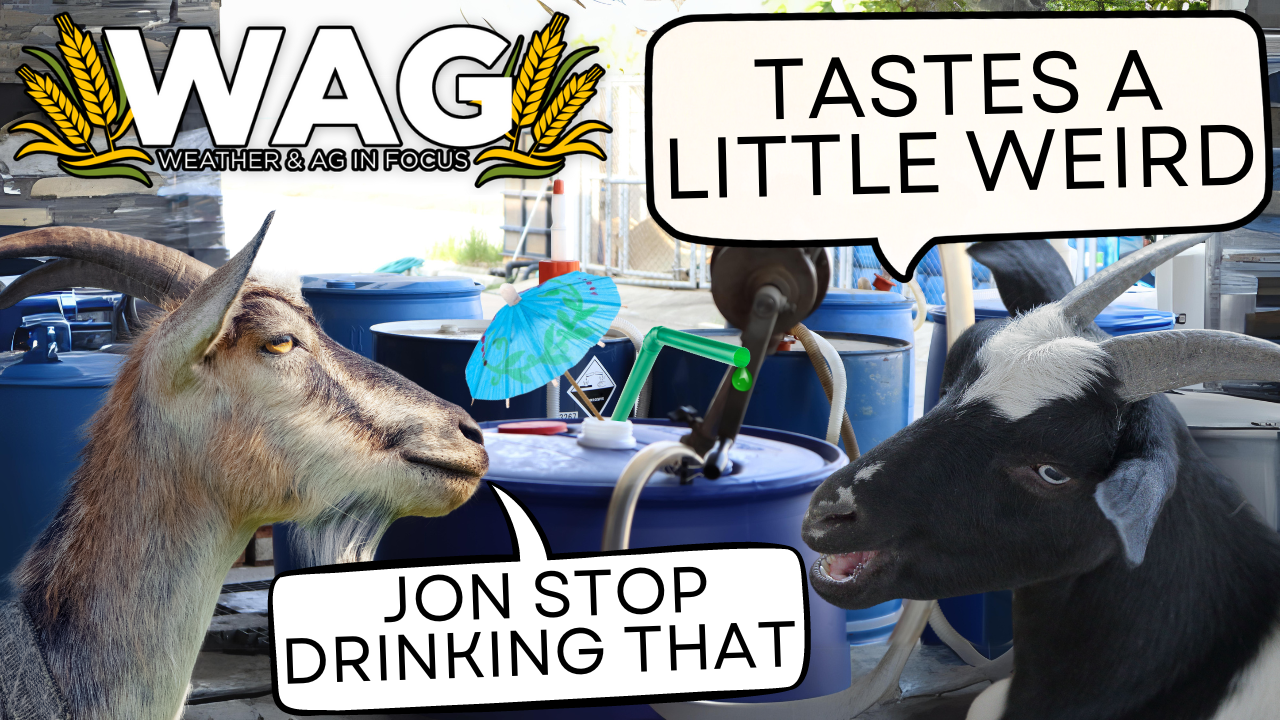 Protect your Goat with Fungicide | WAG in Focus 01-14-26