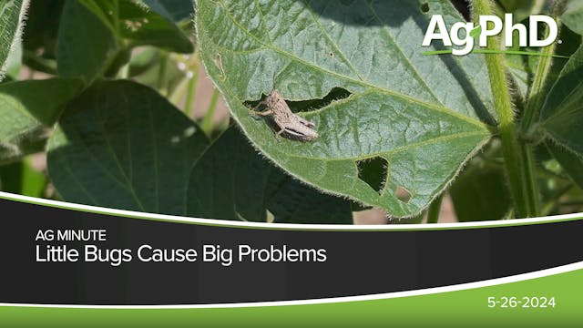 Little Bugs Cause Big Problems | Ag PhD
