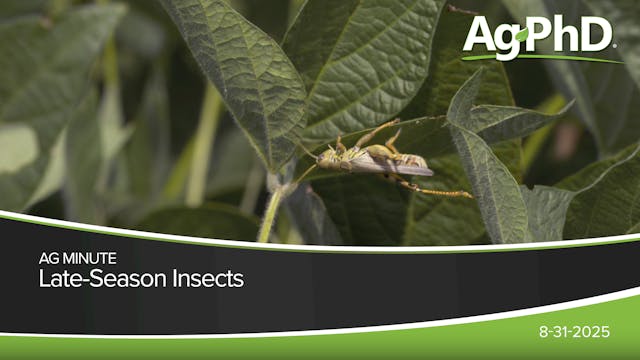 Late-Season Insects | Ag PhD