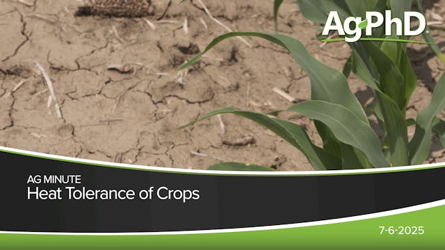 Heat Tolerance of Crops | Ag PhD