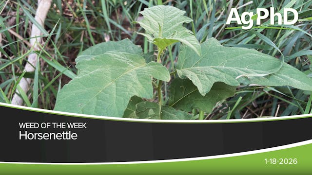 Horsenettle | Ag PhD