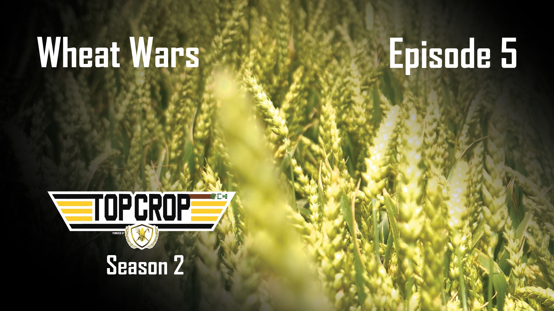 Wheat Wars | Episode 5 | Top Crop
