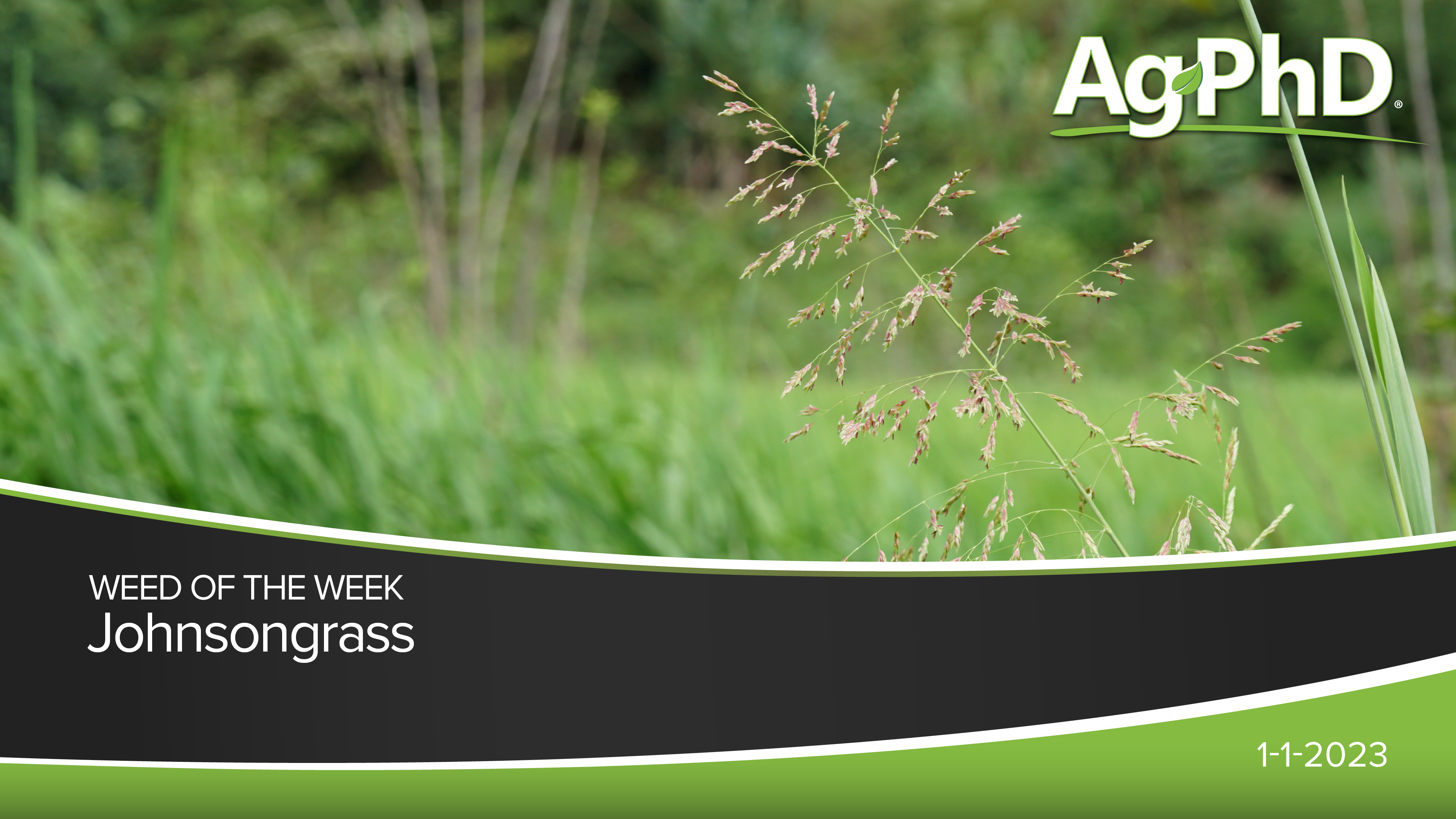 Johnsongrass | Ag PhD