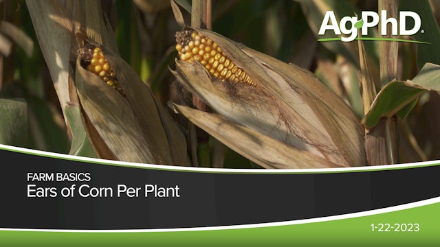 Ears Of Corn Per Plant
