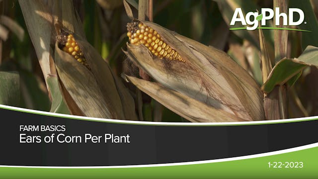 Ears Of Corn Per Plant | Ag PhD