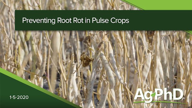 Preventing Root Rot in Pulse Crops